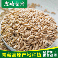 青藏高原青?；胤N植澳洲皮燕麥脫皮燕麥米燕麥米散裝批發(fā)