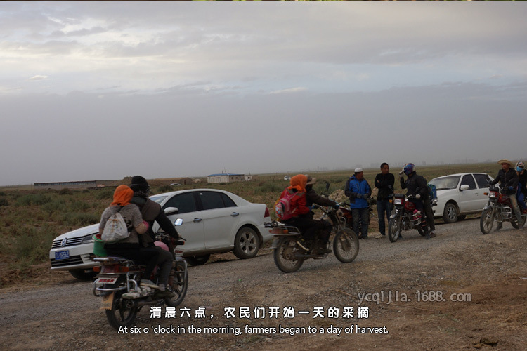 電子稱(chēng)10克五星貢果級(jí)250-1200