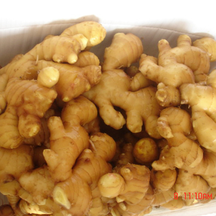 保鮮姜 (17)