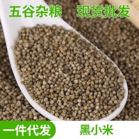 現(xiàn)貨供應(yīng)粗糧五谷雜糧東北黑小米 寶寶營養(yǎng)黑小米 黑小米批