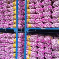 大量供應(yīng)山東大蒜，干蒜，鮮蒜、市場蒜。蒜米料，出口大蒜