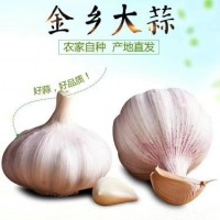 大蒜基地大量供應(yīng)金鄉(xiāng)大蒜，太空蒜，蒜種，大蒜種子