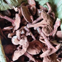 椴木靈芝 小棒靈芝批發(fā) 藥材市場專供 大批量起訂 2022新品 靈芝