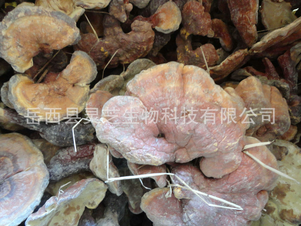 野生靈芝.價(jià)120元公斤