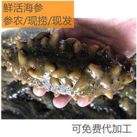 活海參大連長島鮮活刺參活體海參深海捕撈一件批發(fā)價