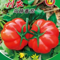 一級(jí)和利農(nóng)沙瓤西紅柿種孑番茄種子草莓圣女果籽盆栽蔬菜苗大全
