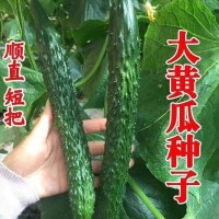 新育津研四號黃瓜種子刺黃瓜種子高產(chǎn)早熟菜園蔬菜種子老品黃瓜種