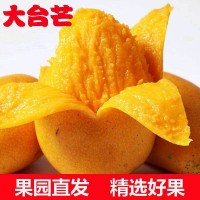 廣西百色大臺芒臺農(nóng)芒果新鮮當季水果現(xiàn)摘非貴妃芒金煌芒一件代發(fā)