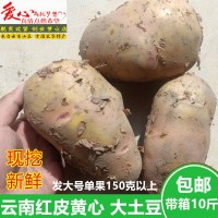土豆新鮮大土豆紅皮黃心云南農(nóng)家自種新鮮蔬菜馬鈴薯大號(hào)洋芋10斤