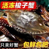 青島海鮮梭子蟹新鮮活凍野生大號螃蟹海蟹產地直銷