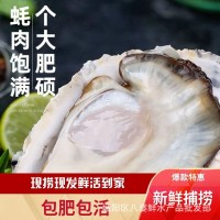 青島發(fā)貨生蠔產地批發(fā)海鮮鮮活水產海蠣子帶殼牡蠣生蠔