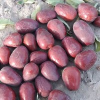 新疆特產(chǎn)一件代發(fā)未清洗帶土和田玉棗 大棗駿棗散裝免洗吊干紅棗