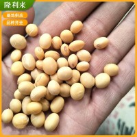 大顆粒豆低溫烘培現(xiàn)磨豆?jié){豆腐腦 食用黃豆 五谷雜糧可訂購