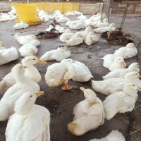 廠地批發(fā)白番鴨養(yǎng)殖孵化 大型幼崽白鴨養(yǎng)殖場出售