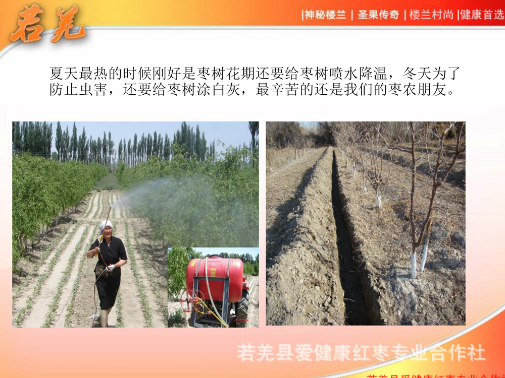 樓蘭村尚紅棗宣傳_12.jpg