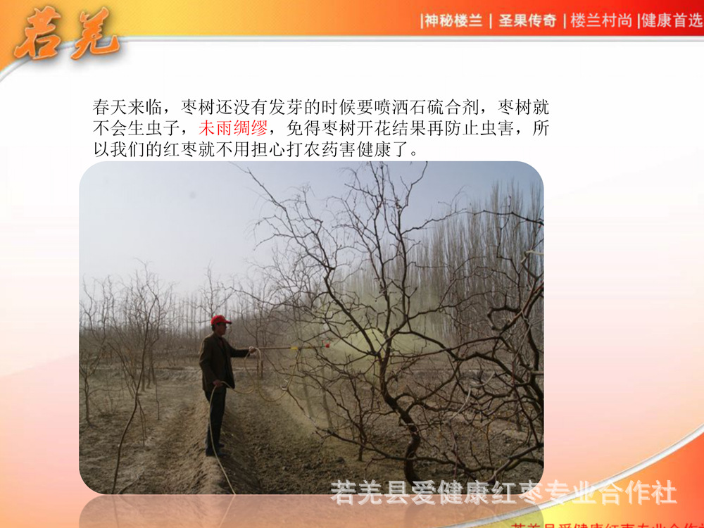 樓蘭村尚紅棗宣傳_13.jpg