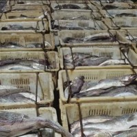 漁鮮福銀鱈魚整條鱈魚 冷凍大頭星魚寶寶輔食整魚現(xiàn)撈鮮活速凍