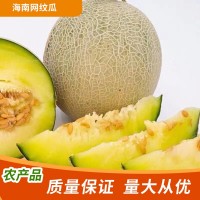 海南網(wǎng)紋瓜新鮮玫瓏蜜瓜現(xiàn)摘當季時令新鮮采哈密瓜水果批發(fā)