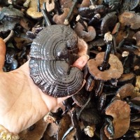 批發(fā)靈芝整枝小黑靈芝 黑靈芝小靈芝靈芝片 非紫靈芝赤靈芝竹靈芝