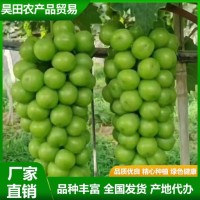 甜度高 晴王葡萄 果皮薄沒(méi)有澀味感 顏值比較高 昊田農(nóng)產(chǎn)品貿(mào)易