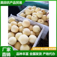 白皇冠梨 大量供用中 當(dāng)季新鮮水果 果肉細(xì)脆無(wú)渣 汁液甘甜 清香 昊田
