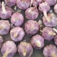 眾程農(nóng)貿(mào)干皮大蒜批發(fā) 低溫儲存新鮮健康顆粒飽滿