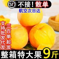 正宗蒙陰黃桃新鮮水果黃金蜜桃當季孕婦甜脆桃子現(xiàn)貨整箱10斤包郵