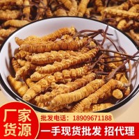 冬蟲夏草批發(fā)西藏那曲產(chǎn)地直供凍干蟲草新貨頭期一手貨源找代理