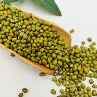 豆芽專(zhuān)用綠豆大顆粒綠豆芽豆鸚哥綠豆出口級(jí)品質(zhì)綠豆原糧五谷雜糧