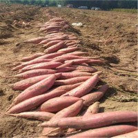 龍軒 當季現摘果蔬基地軟儒香甜 冰糖心煙薯25 綠色健康