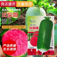 批發(fā)穿心紅蘿卜種子現(xiàn)貨 菜地農(nóng)田四季播種比梨甜水果蘿卜種子