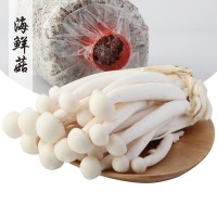 新鮮海鮮菇白玉菇食用菌菇類煲湯新鮮蔬菜蘑菇制品飯店批發(fā)實惠