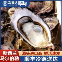 新西蘭進(jìn)口馬爾伯勒生蠔鮮活生蠔大量批發(fā)西餐廳蠔吧酒店直供新鮮
