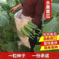 無刺水果黃瓜種子 荷蘭進口水果黃瓜種籽 小黃瓜乳瓜子種全國包郵