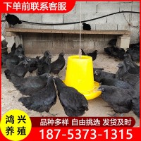 山東發(fā)貨脫溫土雞苗 產(chǎn)蛋高的綠殼蛋雞苗 烏骨土雞五黑一綠雞苗價