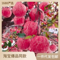 【脆甜多汁】山東煙臺(tái)紅富士蘋(píng)果生鮮水果新鮮應(yīng)季脆甜整箱批發(fā)