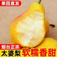 山東煙臺(tái)太婆梨香蕉茄新鮮當(dāng)季水果整箱水果笨梨東北大頭梨老媽子