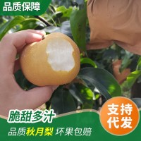 山東煙臺(tái)秋月梨自家果園新鮮采摘豐水梨圓黃南水梨水果脆甜一件批