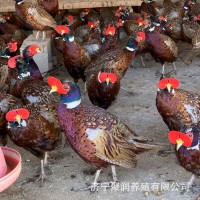 廠家供應(yīng)散養(yǎng)七彩山雞幼苗活體 脫溫半斤山雞苗成年山雞苗批發(fā)價