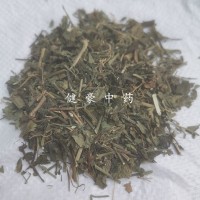 批發(fā)供應(yīng)冷背中藥材雞娃草 雞洼草別名藍(lán)雪草、小藍(lán)雪草 刺磯松
