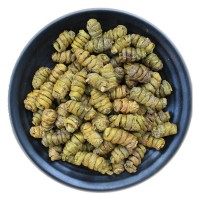 石斛 霍山鐵皮石斛 石斛楓斗中藥材石斛 霍山石斛原產地批發(fā)