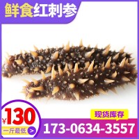 【工廠直供】阿拉斯加即食500g進口海參美國紅參現(xiàn)貨批發(fā)