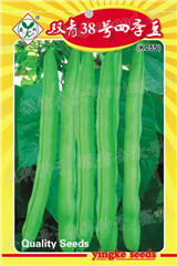 雙青38號(hào)四季豆