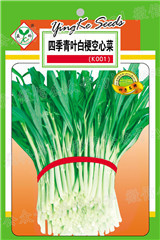 四季青葉白梗空心菜