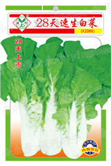 28天速生白菜