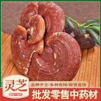 靈芝廠家貨源 吉林長白山整個靈芝散裝批價優(yōu) 中藥材靈芝個泡酒