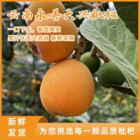 云南永善大興枇杷新鮮當季水果現(xiàn)摘果孕婦甜琵琶整箱批發(fā)鮮果包郵