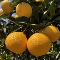 【福建甜桔柚】當(dāng)季新鮮水果皮薄肉厚美味多汁甜心柚子一件代發(fā)