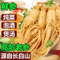 【保鮮人參】長白山人參 廠家直銷 東北特產(chǎn) 新鮮人參 泡酒參批發(fā)