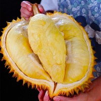 泰國金枕榴蓮一件代發(fā)現貨新鮮整個帶殼水果包郵非貓山王代發(fā)榴蓮